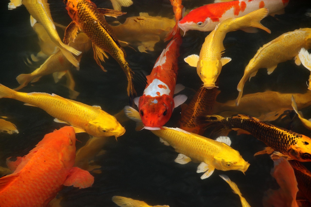 KOI