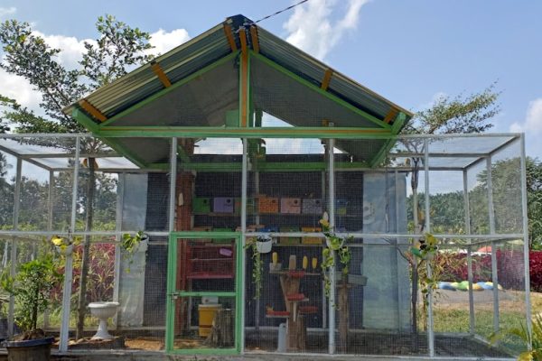 Membangun Rumah Hijau di Tengah Kota: Apa yang Harus Diketahui?