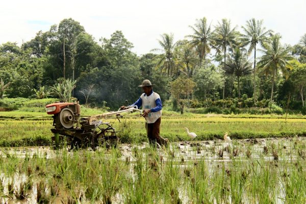 Menghadapi Tantangan Perubahan Iklim di Sektor Pertanian Indonesia